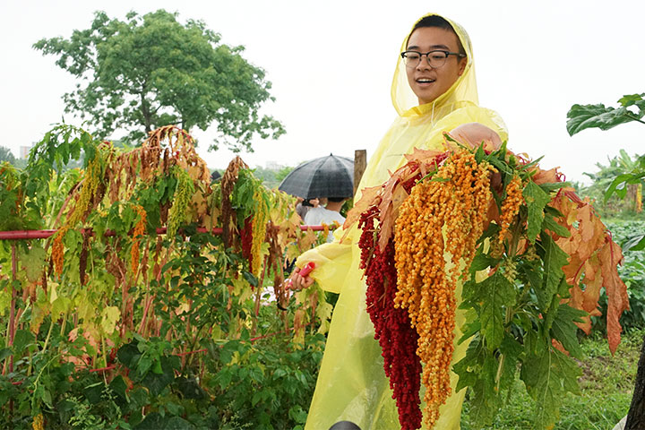 福智高中二年級男生收穫台灣藜